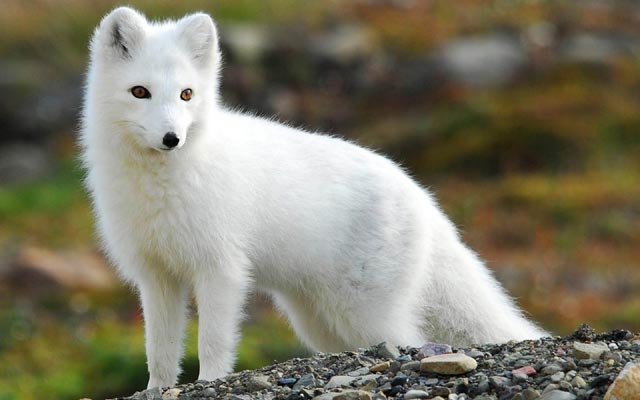 Photograph of an arctic fox